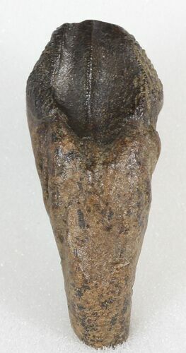 Rooted Triceratops Tooth - Montana #46133